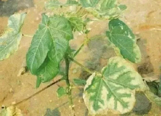 植物病害|棉花黄叶病的原因及治疗处理方法