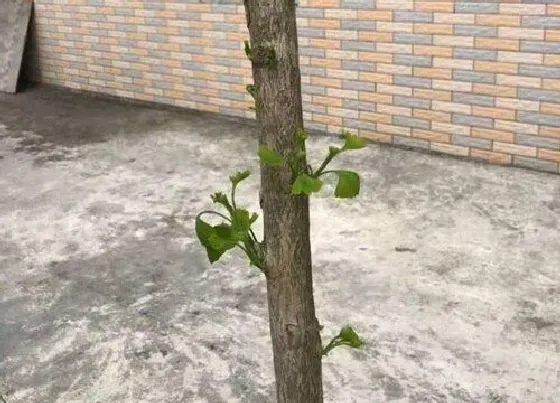 种植位置|门前可以种银杏树吗