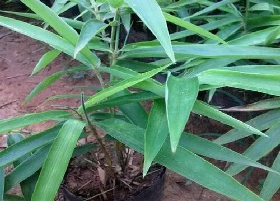 植物播种|毛竹种子怎么种植