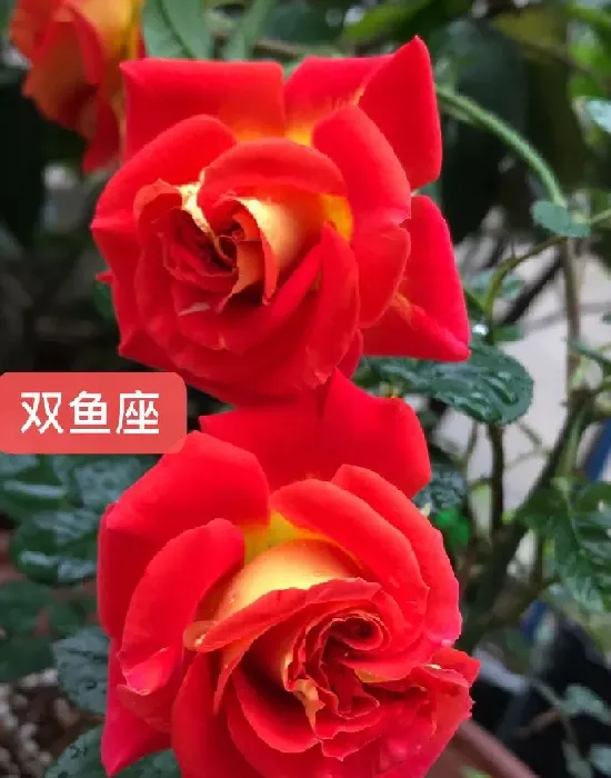 植物百科|双鱼座月季优缺点介绍（双鱼座长不高抗病耐晒耐热值得入手）