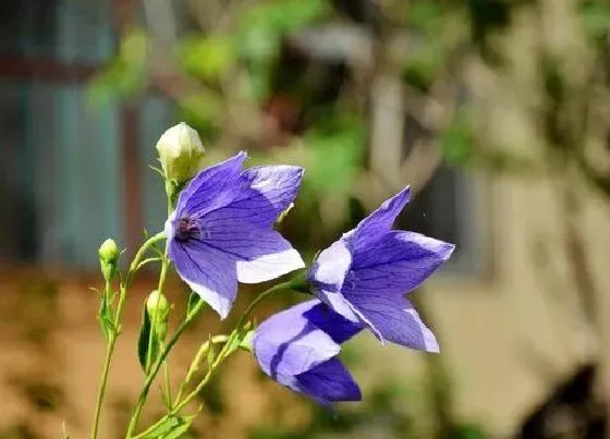 植物香味|桔梗花有香味吗