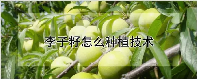 李子籽怎么种植技术 | 耕种资料