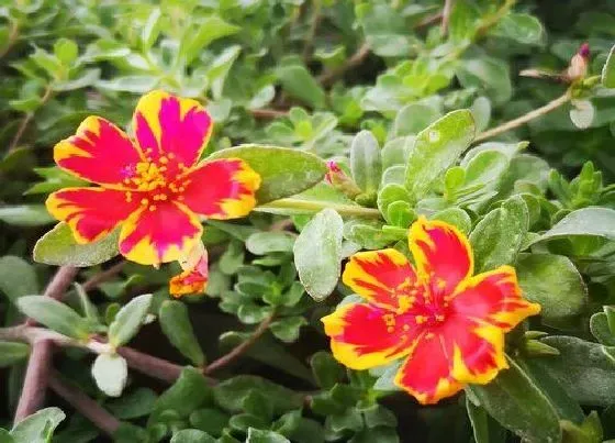 花语|什么花的花语是黑夜中的光明