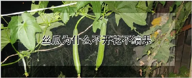 丝瓜为什么不开花不结果 | 养殖技术