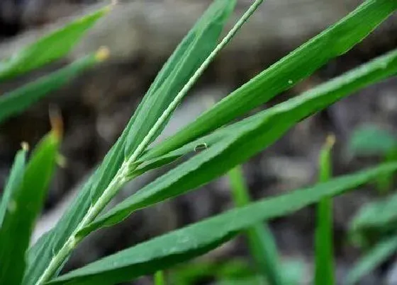 种植管理|生姜耐旱吗