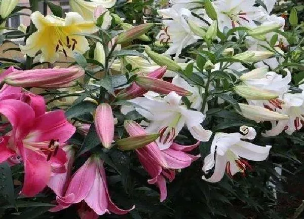 养殖方法|百合花种植方法和管理技巧（百合花盆栽养殖和注意事项）