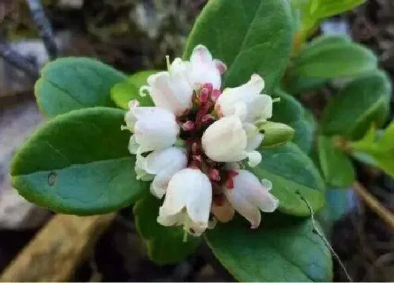 植物百科|红豆开花吗 花期是多长时间