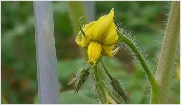 西红柿开花了可以施肥吗 | 农业技术