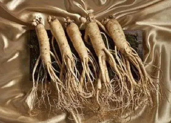植物百科|鱼香是什么植物