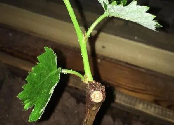 植物发芽|葡萄树什么时候发芽长叶