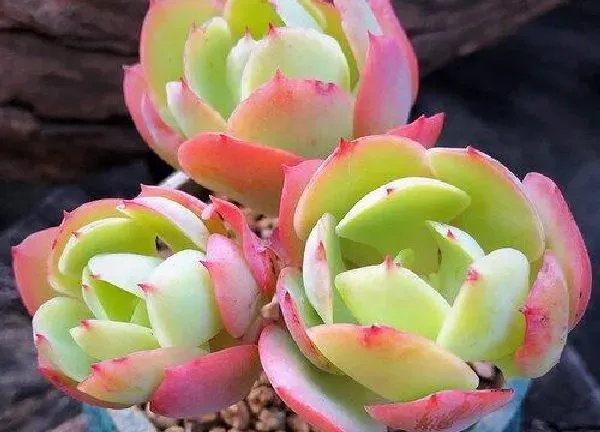 盆景|多肉碧桃种植大盆还是小盆好 适合什么盆种