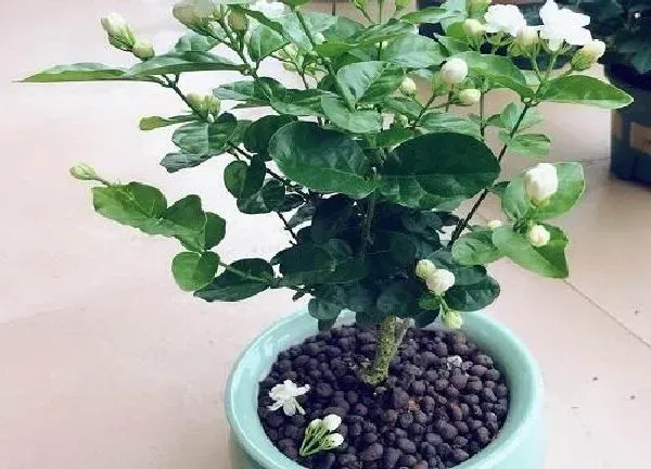 植物浇水|茉莉花要经常浇水吗