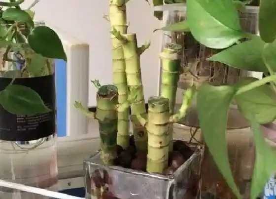 花语|什么花代表富贵吉祥