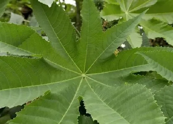 植物百科|跟蓖麻很像的植物