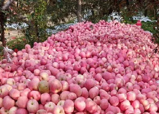 果实科普|吉县苹果的特点介绍及图片 吉县苹果是什么品种