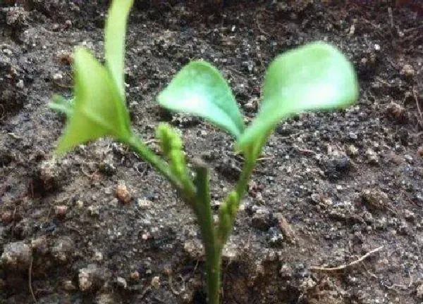 植物发芽|米兰什么时候发芽长叶