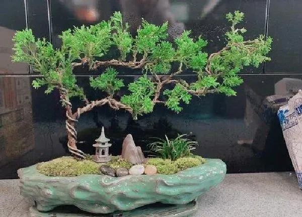 植物浇水|松柏多久浇一次水