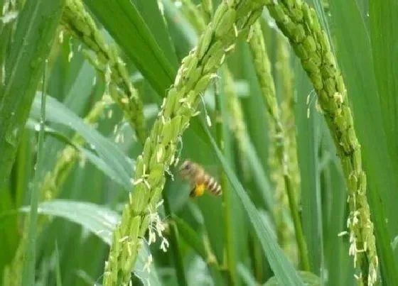 开花时间|水稻什么时候开花 开花是什么季节