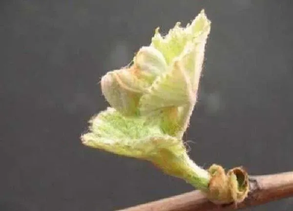 植物发芽|葡萄树什么时候发芽长叶