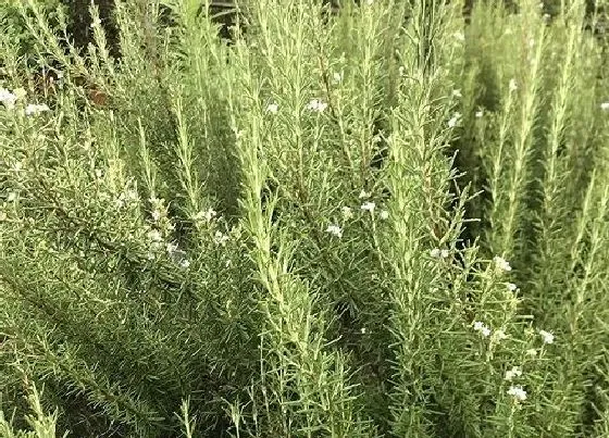 植物百科|迷迭香是花吗 开花是什么样子