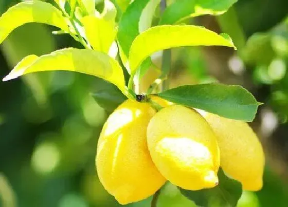 植物百科|柠檬是什么形状