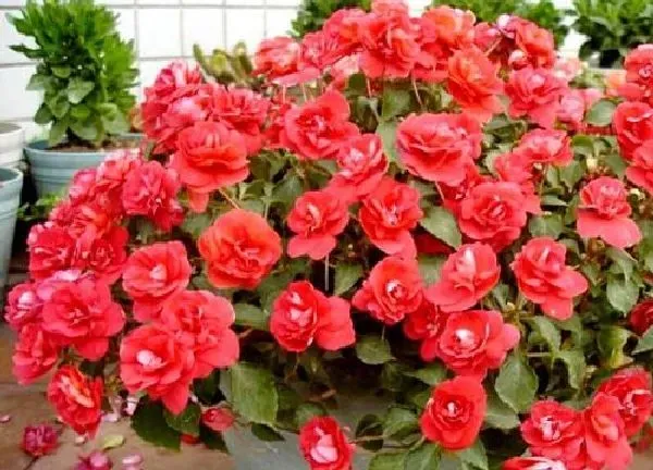 养殖科普|凤仙花喜阴还是喜阳光的植物