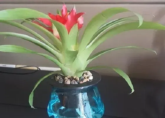 植物百科|耐阴的植物花卉有哪些