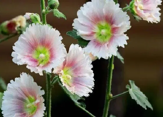 植物百科|重瓣蜀葵是多年生吗