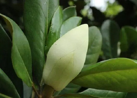 植物毒性|玉兰树有毒吗 可以放在室内养吗