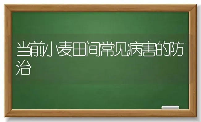 当前小麦田间常见病害的防治 | 粮油作物种植