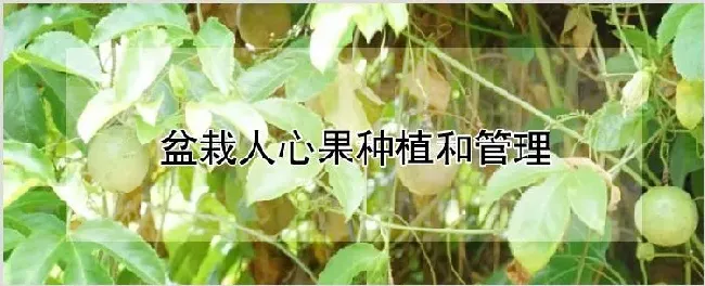 盆栽人心果种植和管理 | 种植资料