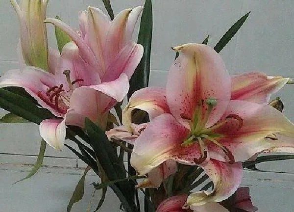 养殖科普|百合花好养活吗