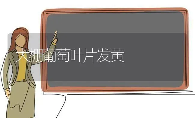 大棚葡萄叶片发黄 | 蔬菜种植