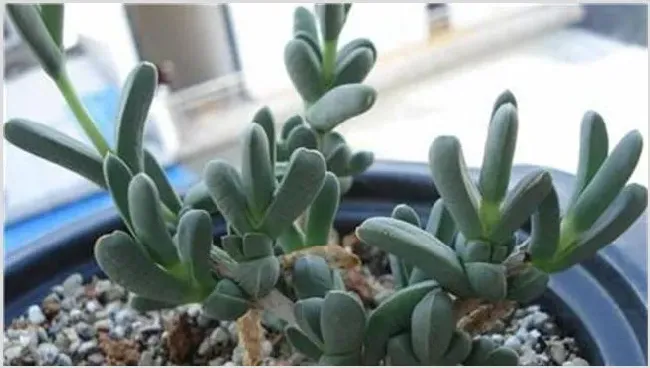 鹿角海棠徒长原因及解决方法 | 种植施肥
