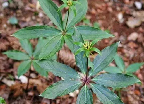 植物播种|重楼种子怎么种植