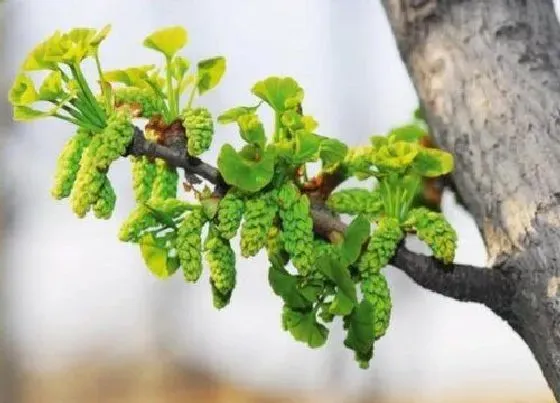 种植位置|门前可以种银杏树吗