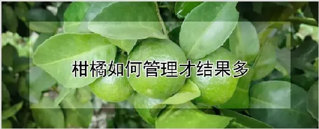 柑橘如何管理才结果多 | 耕种资料