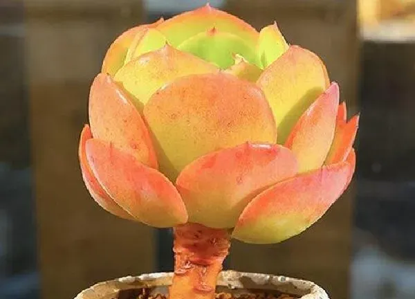 盆景|多肉碧桃种植大盆还是小盆好 适合什么盆种