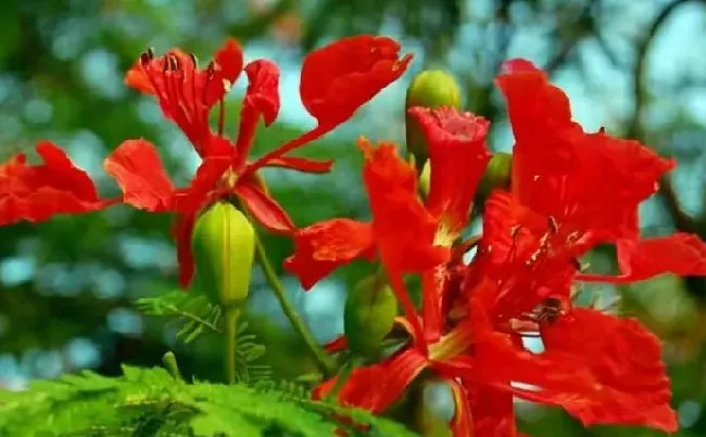 花语|凤凰花的花语是什么所以