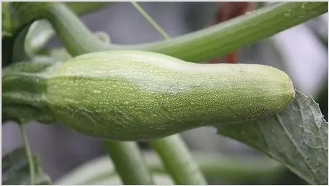 西葫芦畸形瓜防治方法 | 种植病虫害