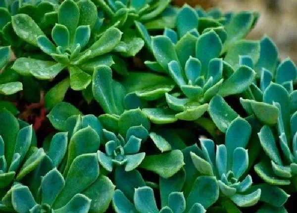 养殖方法|厚脸皮可以水培吗 厚脸皮植物水培方法