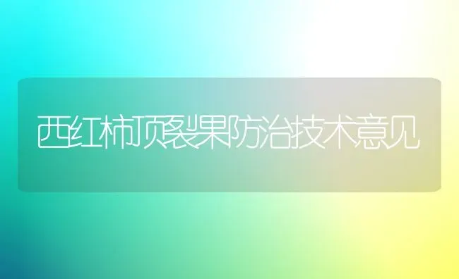 西红柿顶裂果防治技术意见 | 瓜果种植