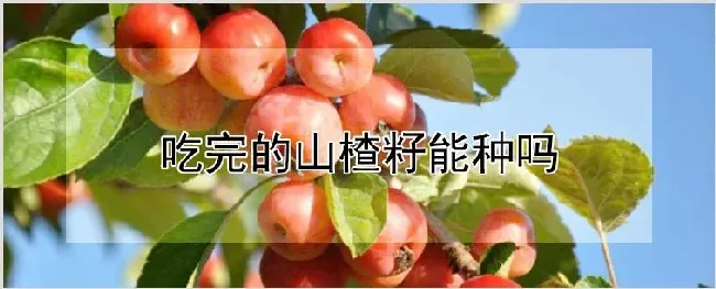 吃完的山楂籽能种吗 | 耕种资料