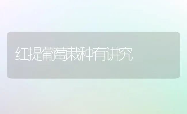 红提葡萄栽种有讲究 | 瓜果种植