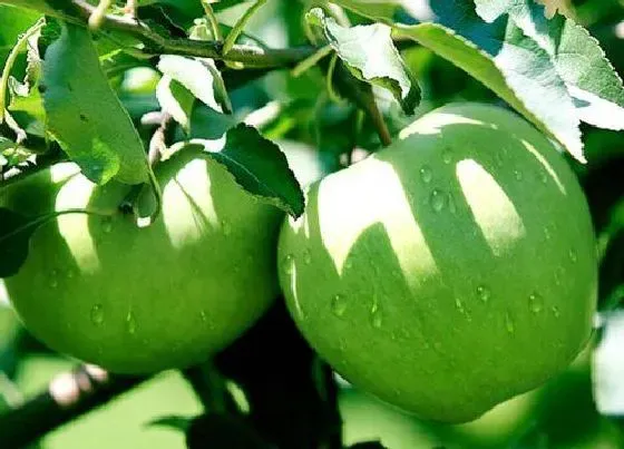 食用须知|青苹果变黄了还能吃吗 放久了变黄可以吃吗