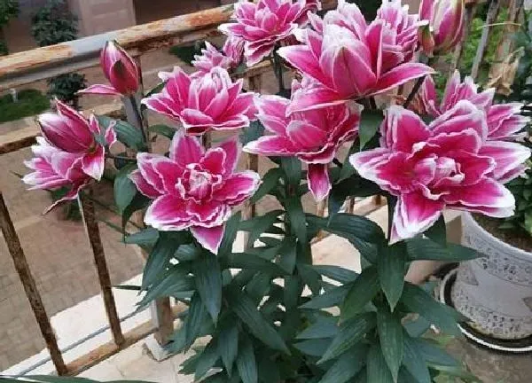 养殖方法|百合花种植方法和管理技巧（百合花盆栽养殖和注意事项）