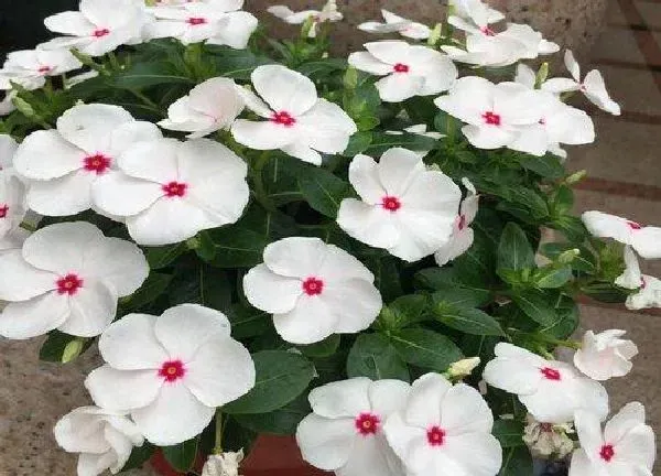 植物浇水|长春花多久浇一次水