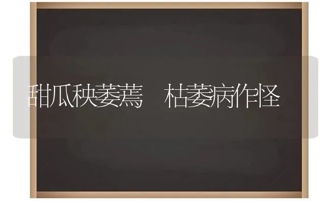 甜瓜秧萎蔫 枯萎病作怪 | 瓜果种植