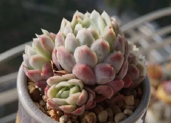 植物香味|冰梅有香味吗