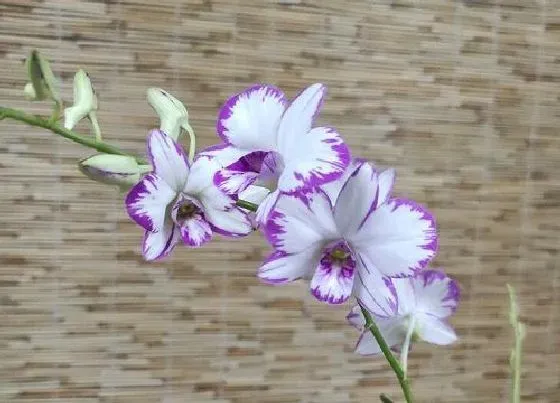 花期|铁皮石斛一年开几次花